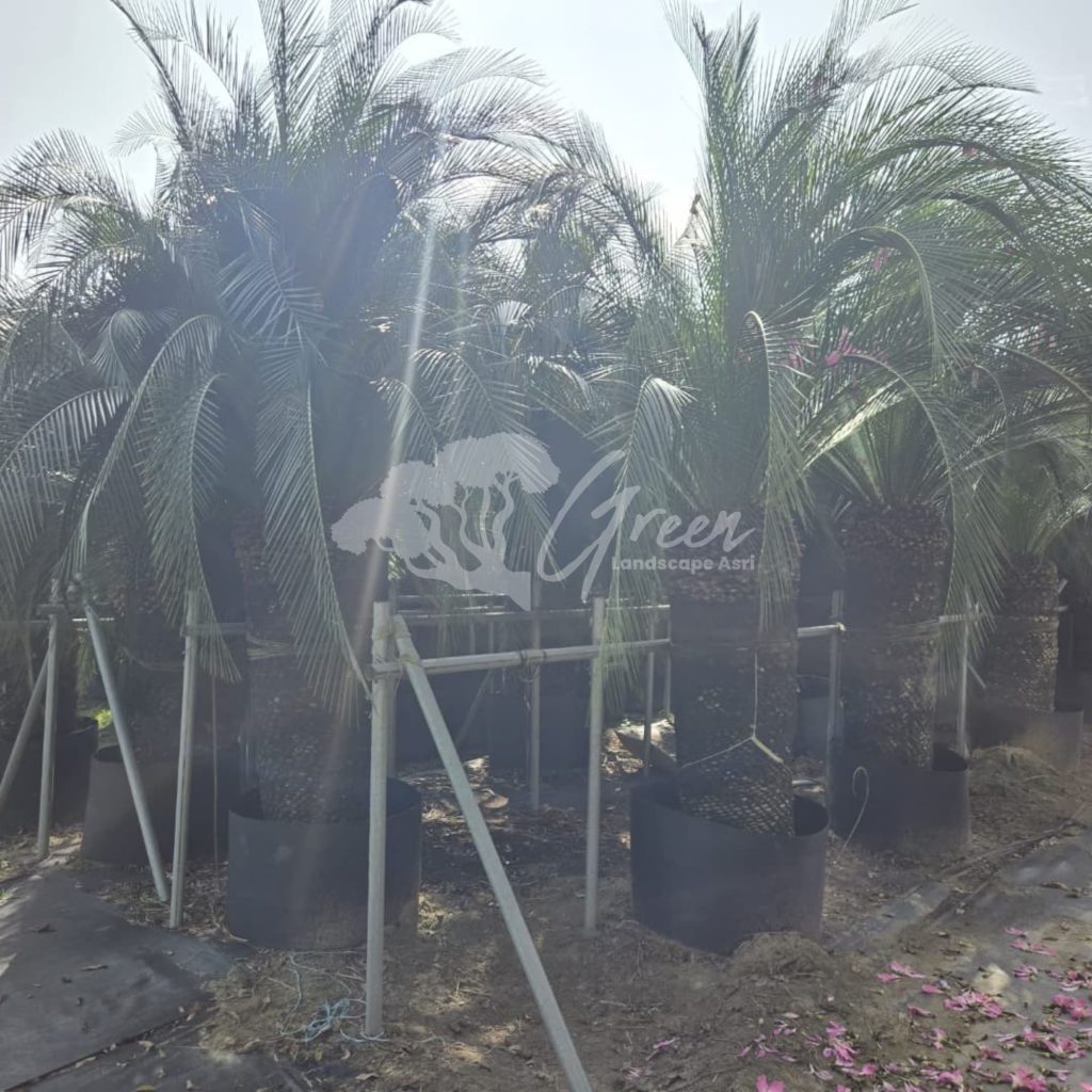 Jual Sikas Macrozamia Moorei