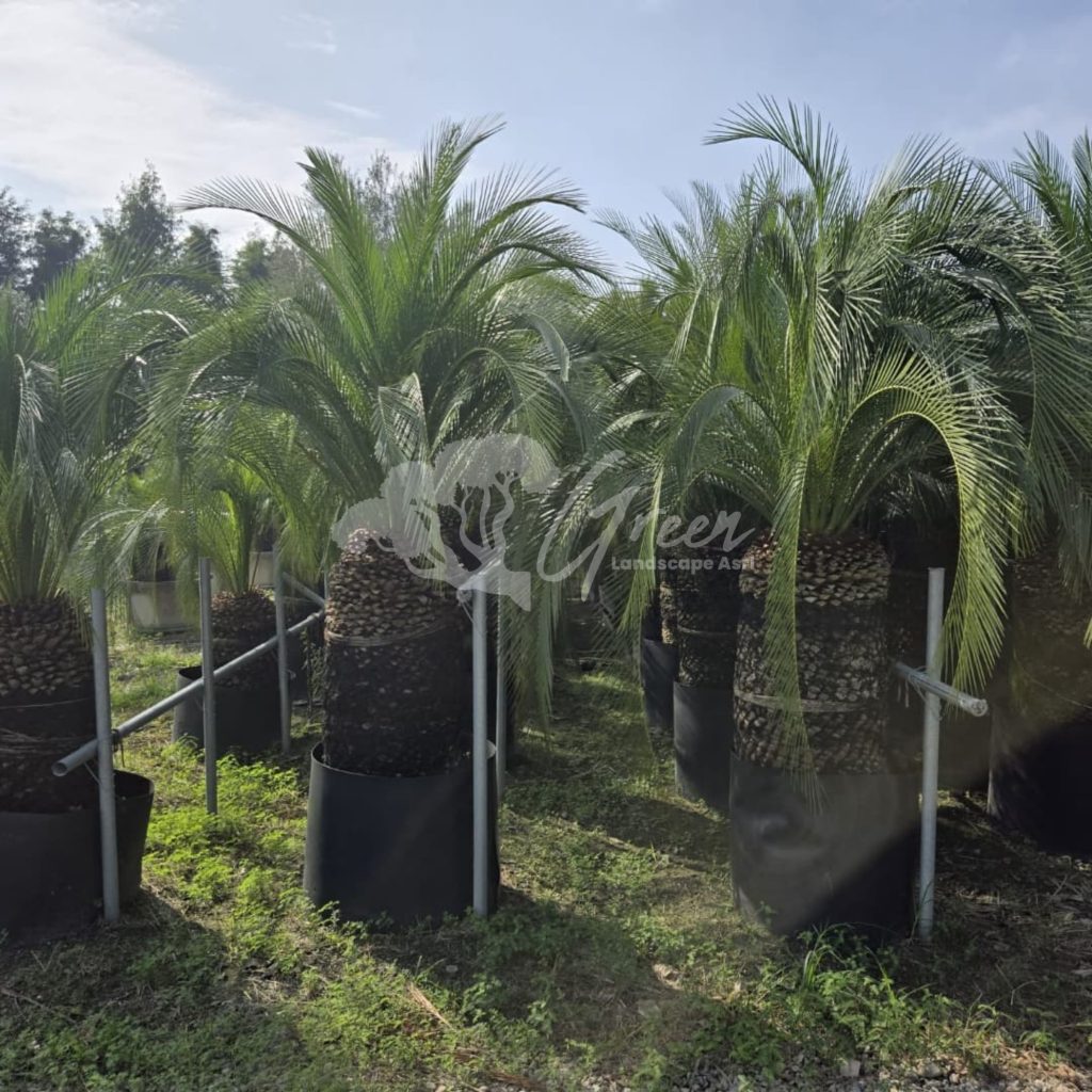 Jual Sikas Macrozamia Moorei