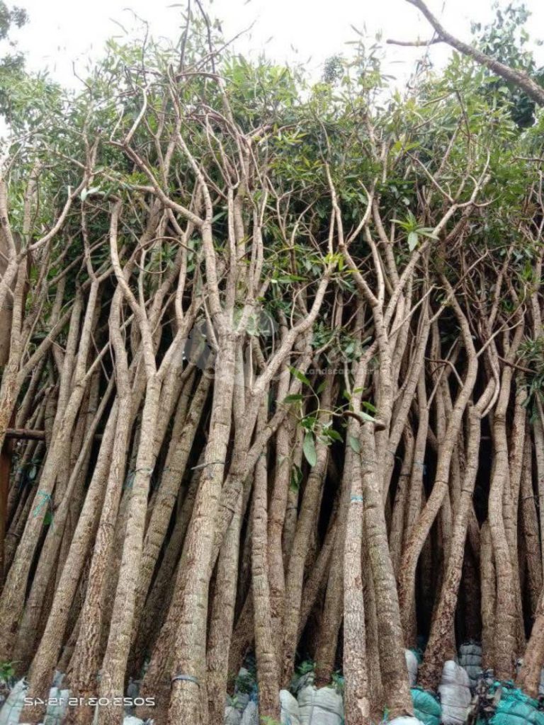 Pohon Tabebuya