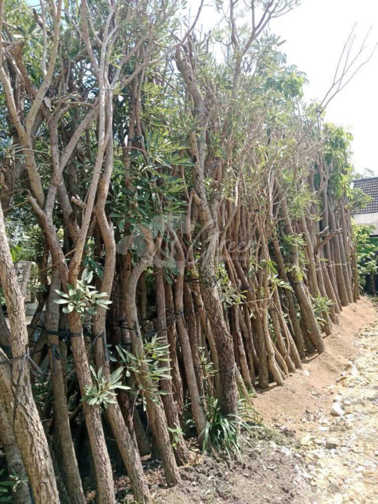 Pohon Tabebuya