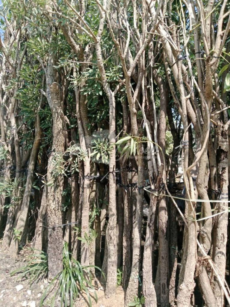 Pohon Tabebuya