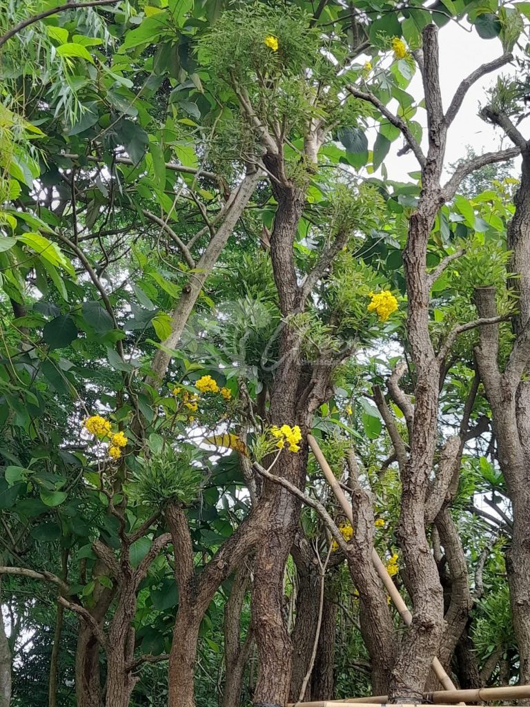 Pohon Tabebuya