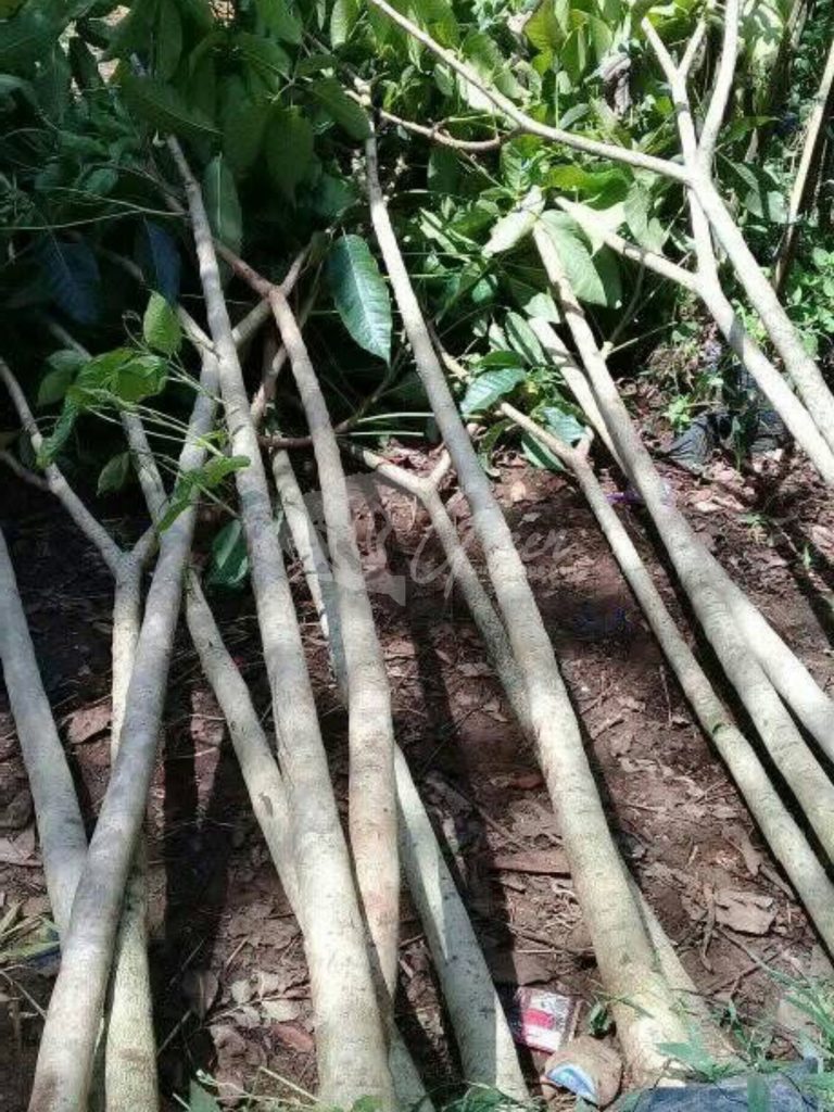 Pohon Tabebuya
