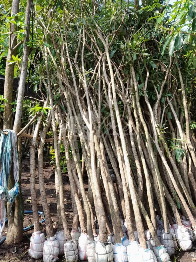 Pohon Tabebuya