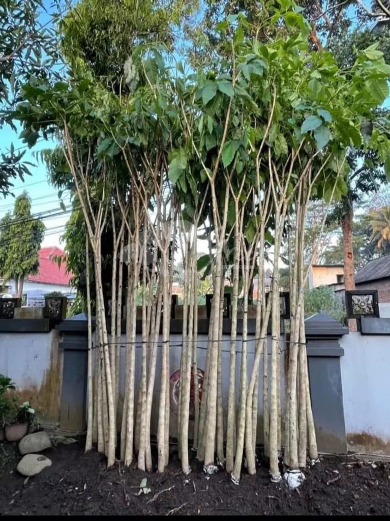 Pohon Tabebuya