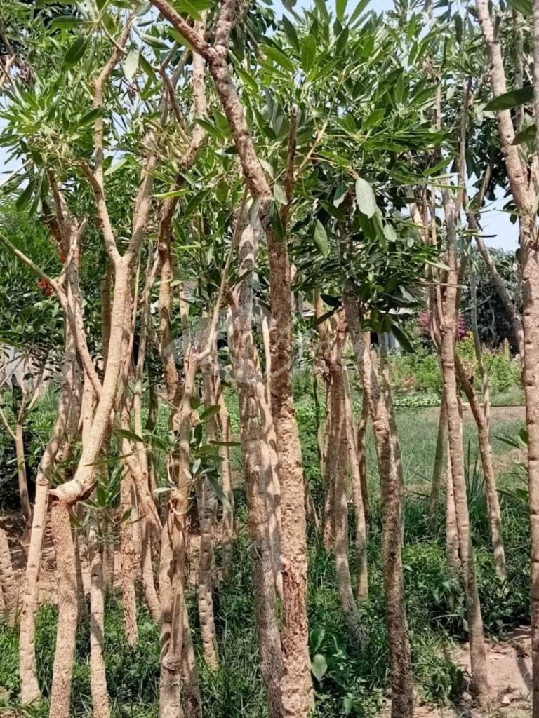 Pohon Tabebuya