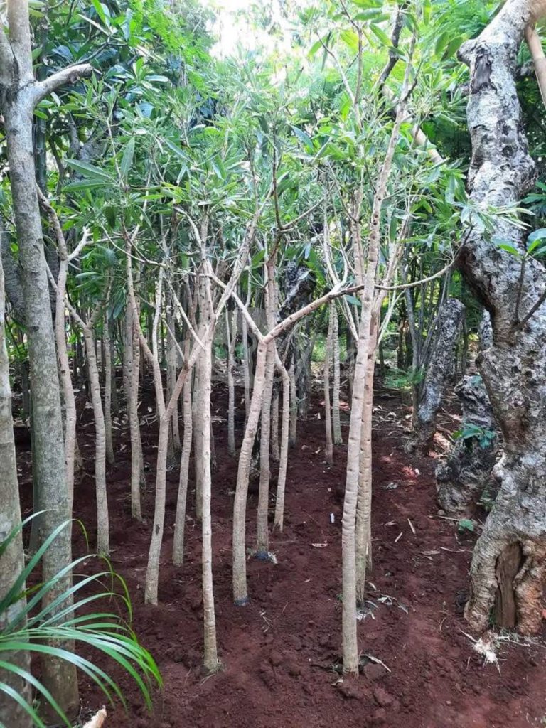 Pohon Tabebuya