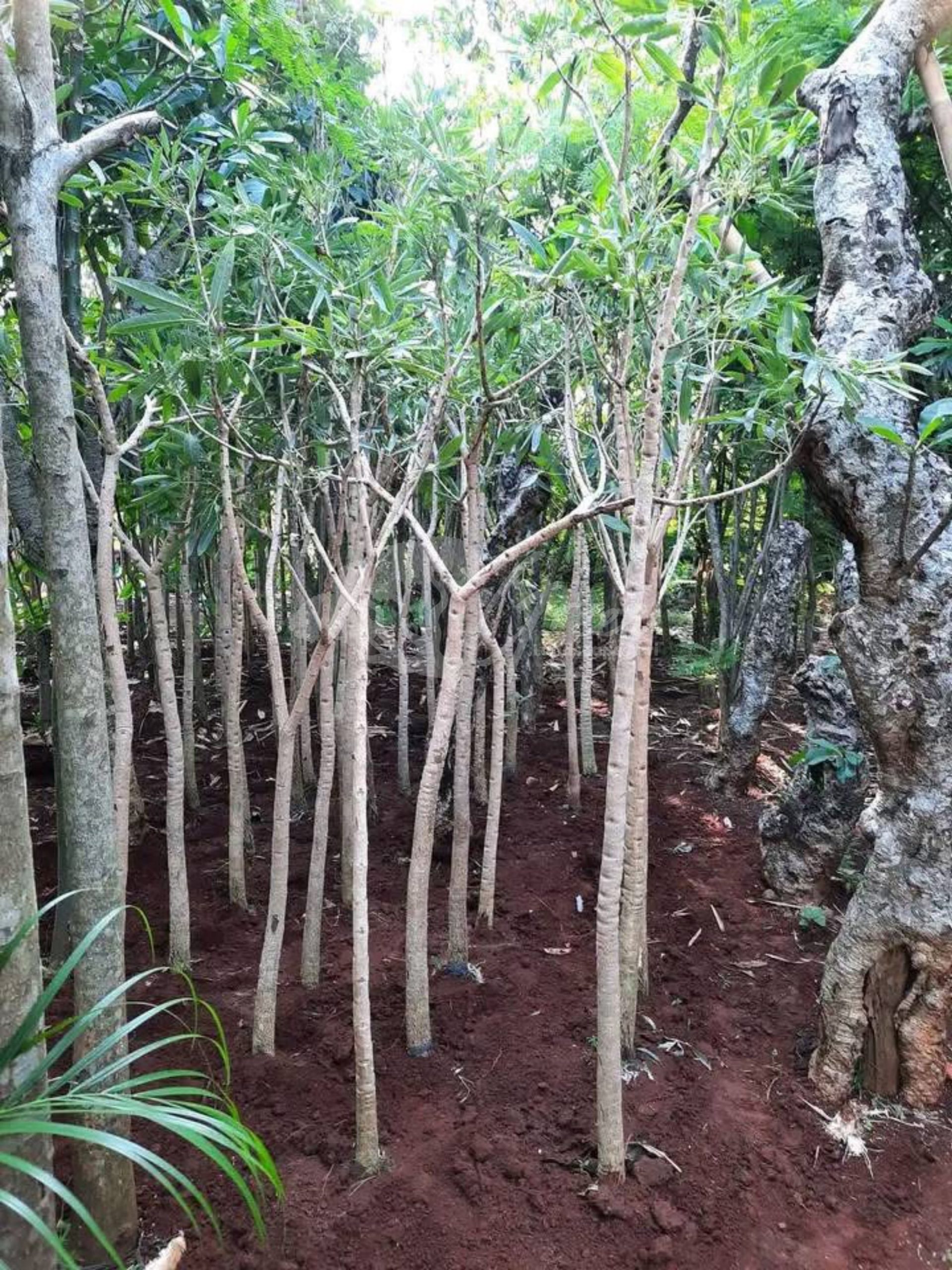 Pohon Tabebuya