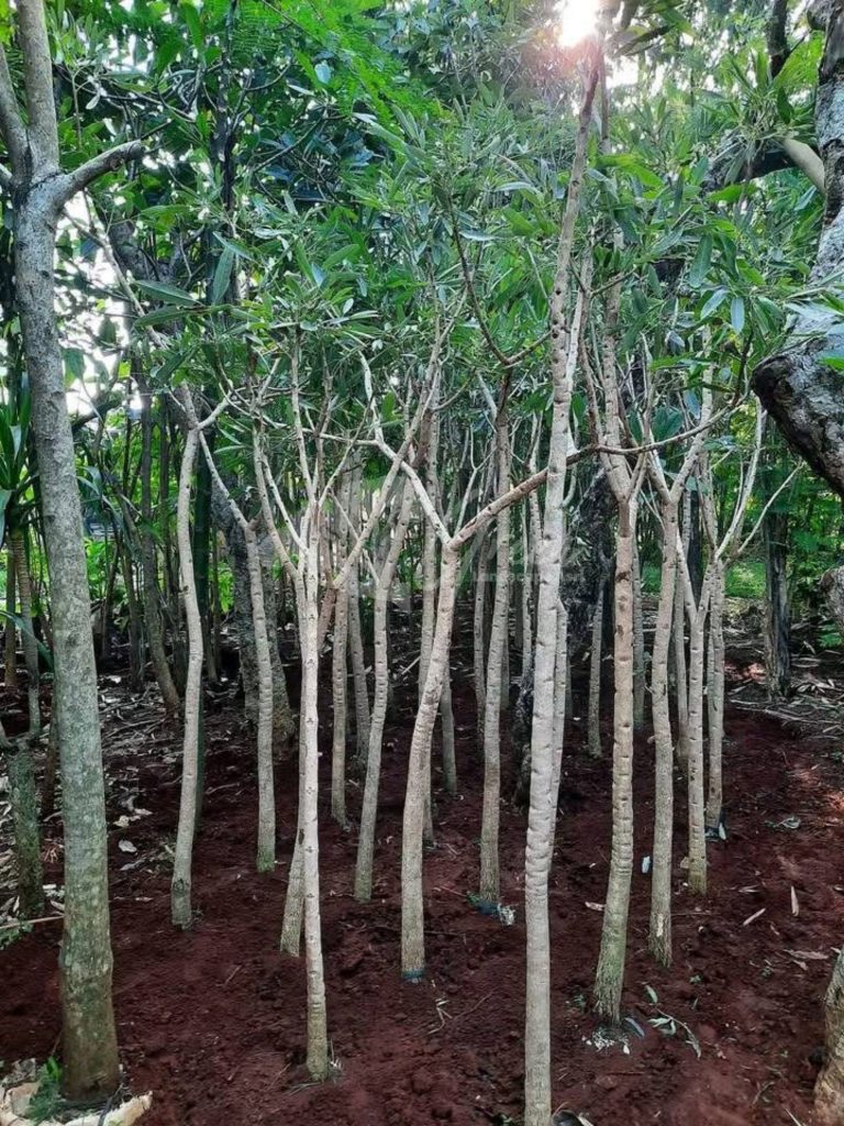 Pohon Tabebuya