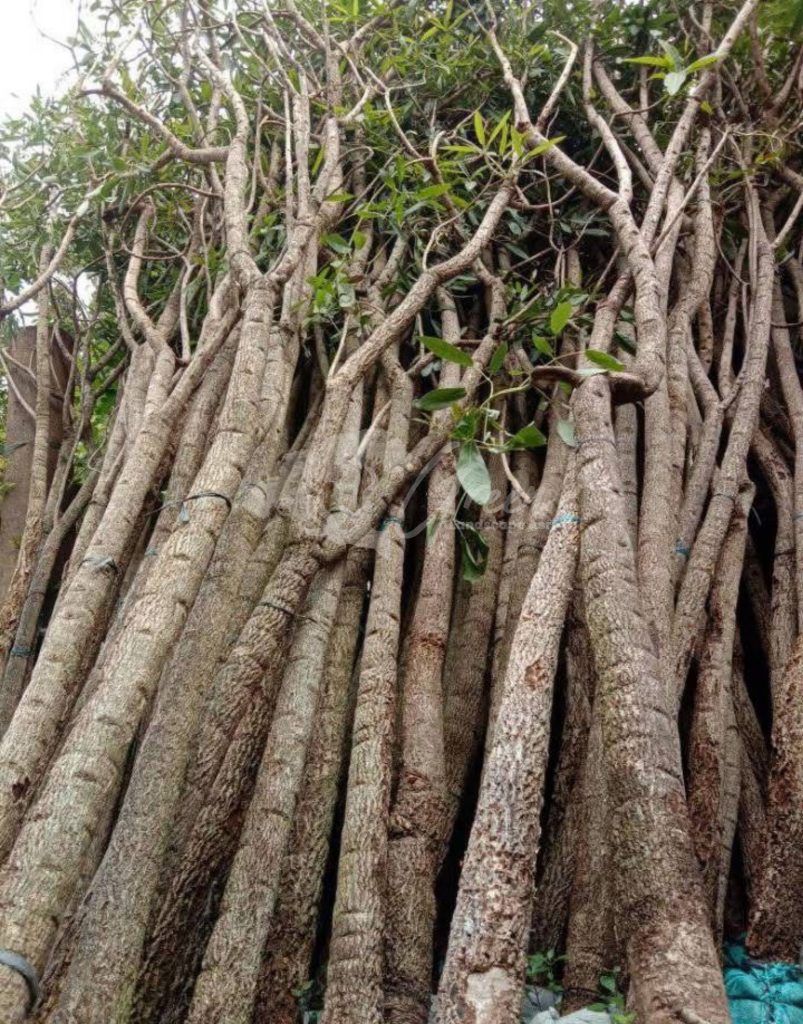 Pohon Tabebuya