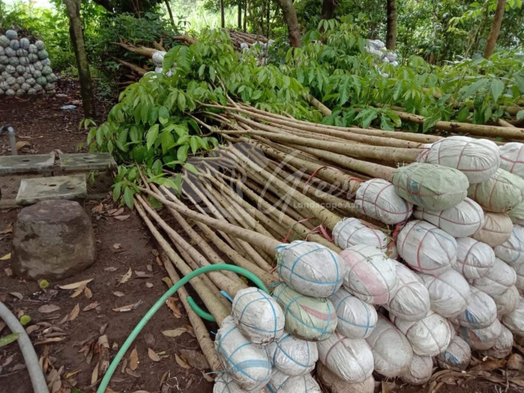 Pohon Tabebuya