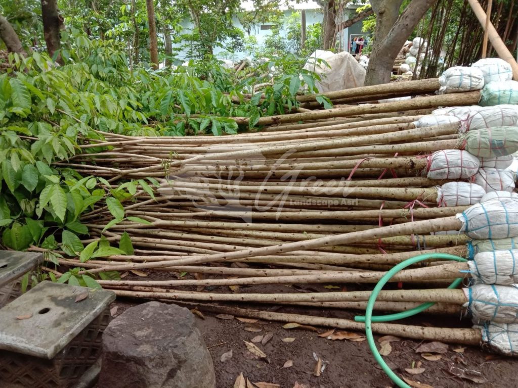Pohon Tabebuya