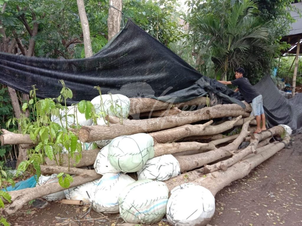 Pohon Tabebuya