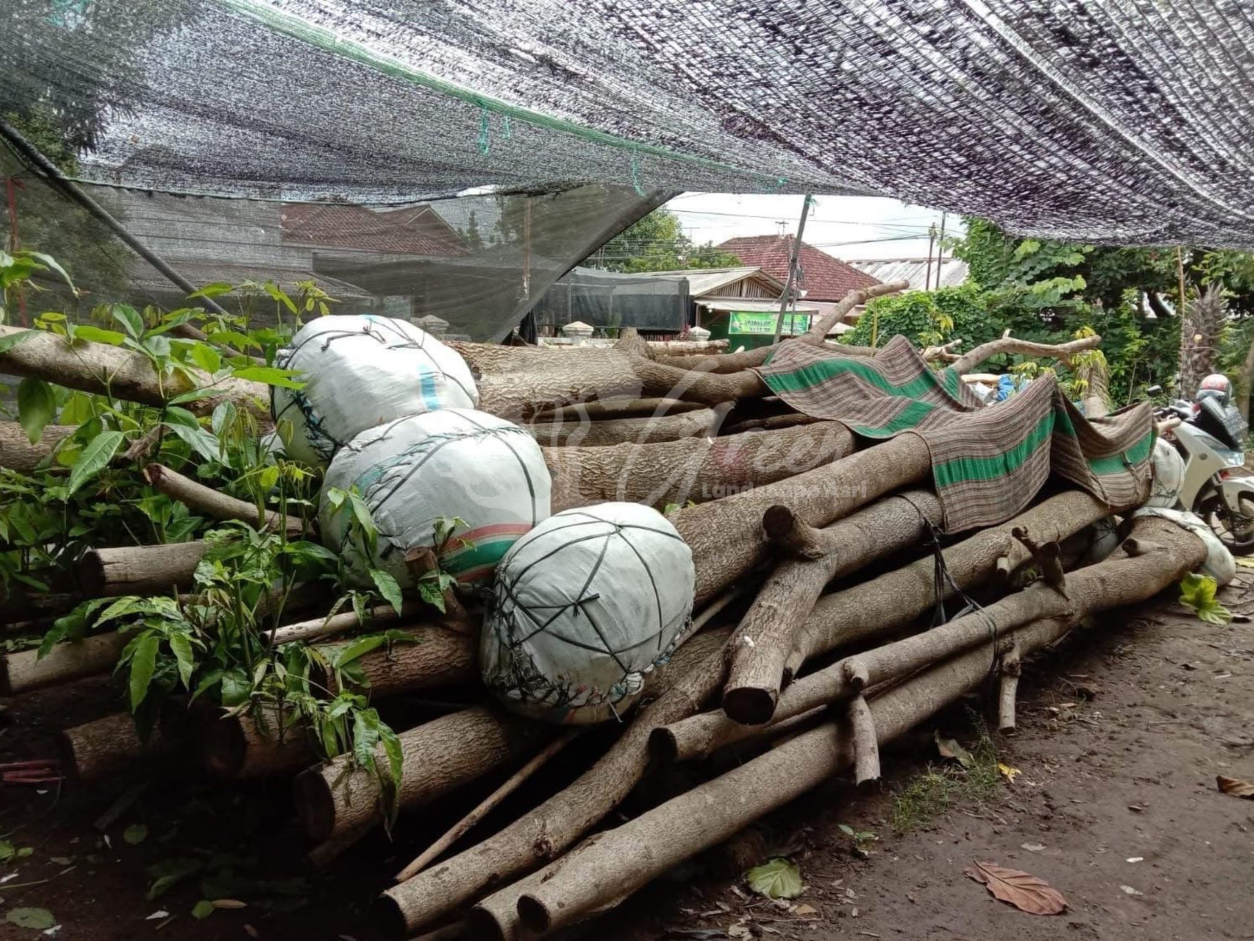 Pohon Tabebuya
