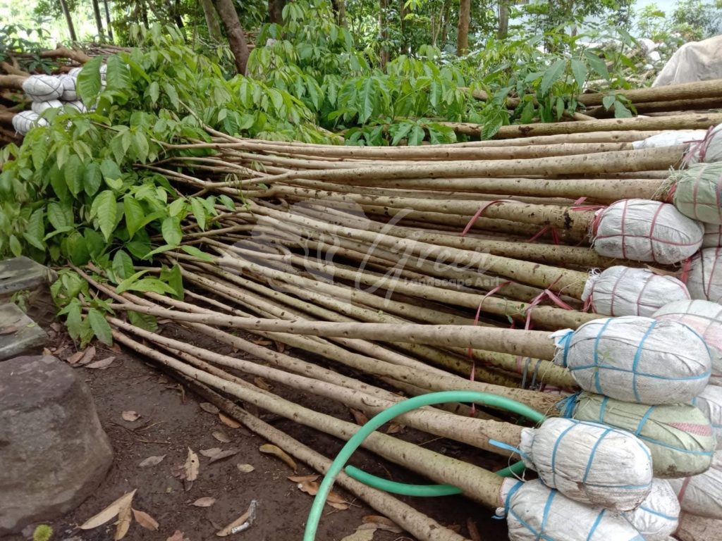 Pohon Tabebuya