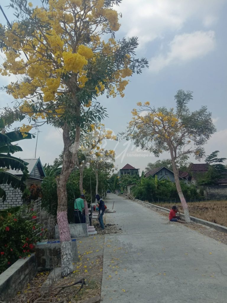 Pohon Tabebuya