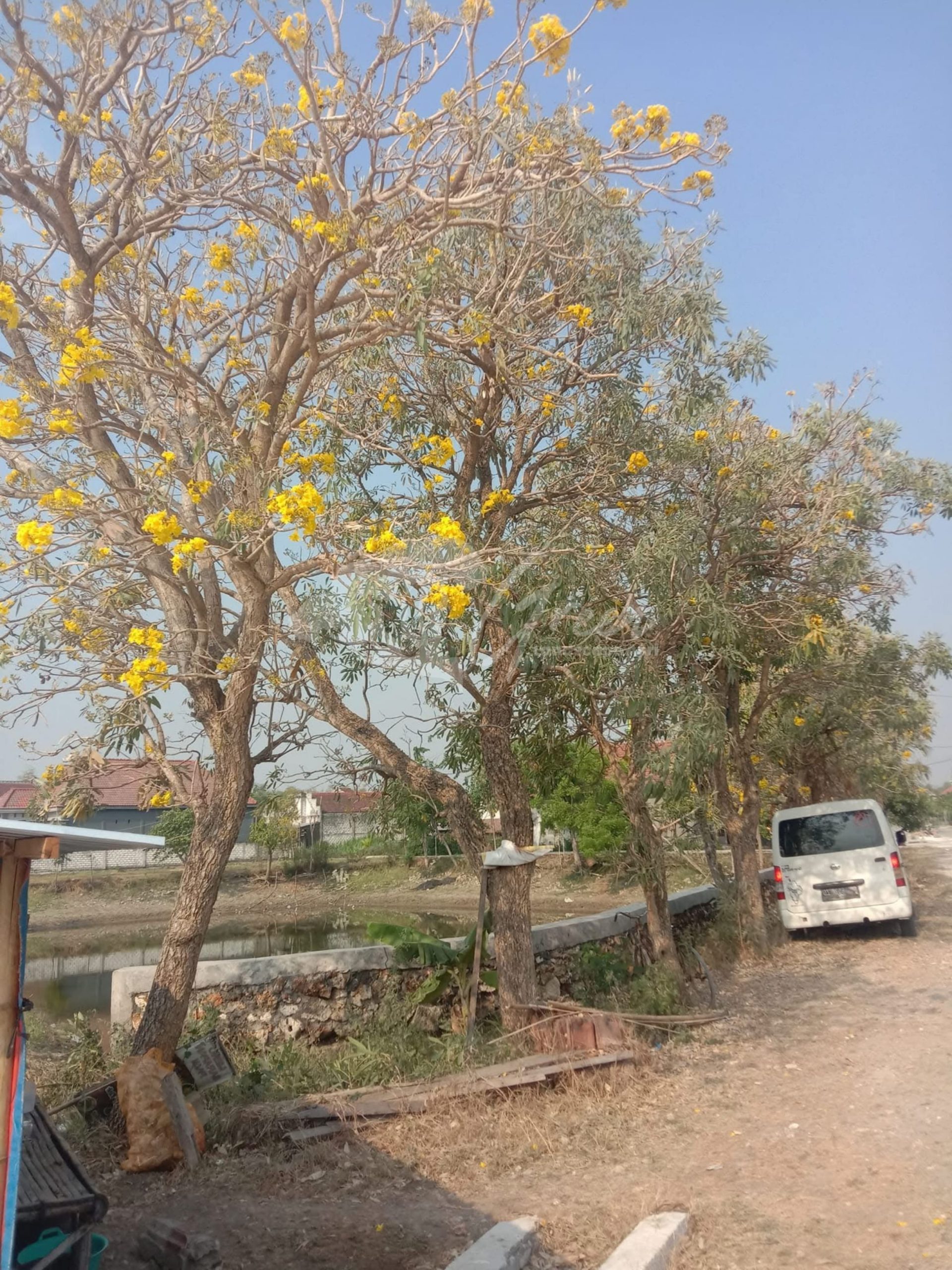 Pohon Tabebuya