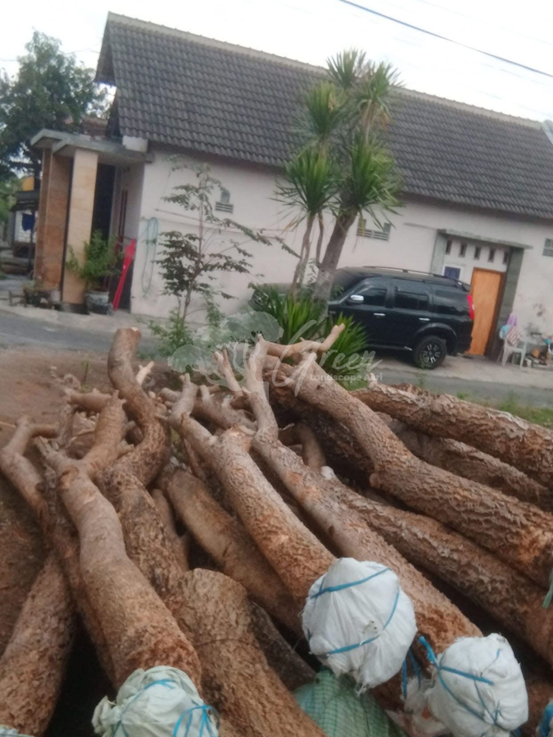 Pohon Tabebuya