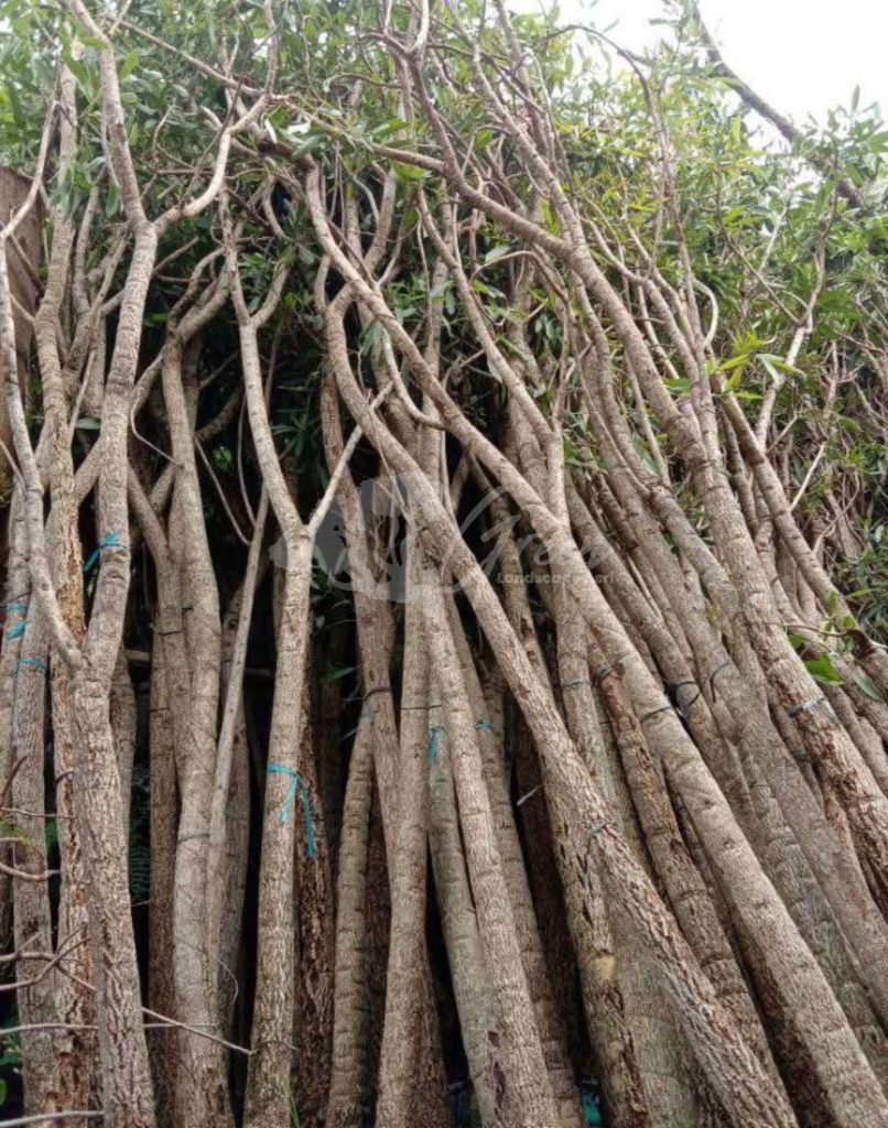 Pohon Tabebuya