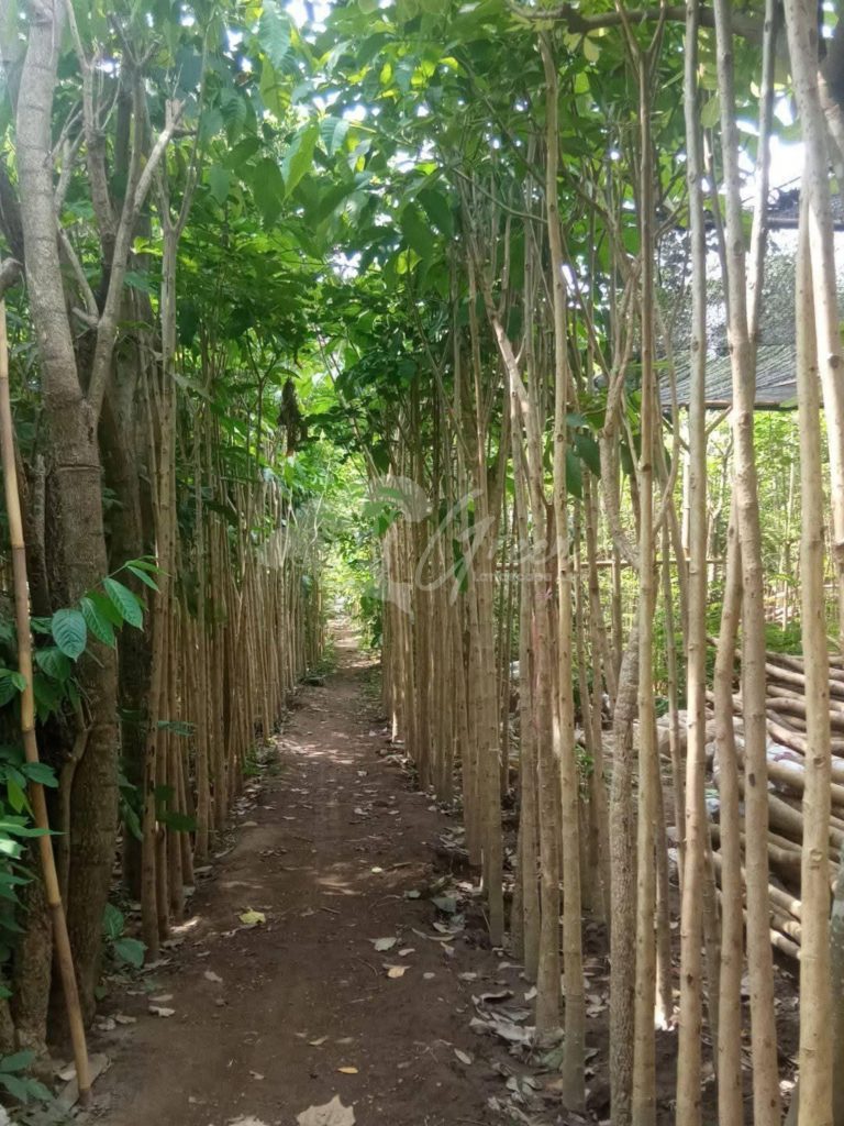 Pohon Tabebuya