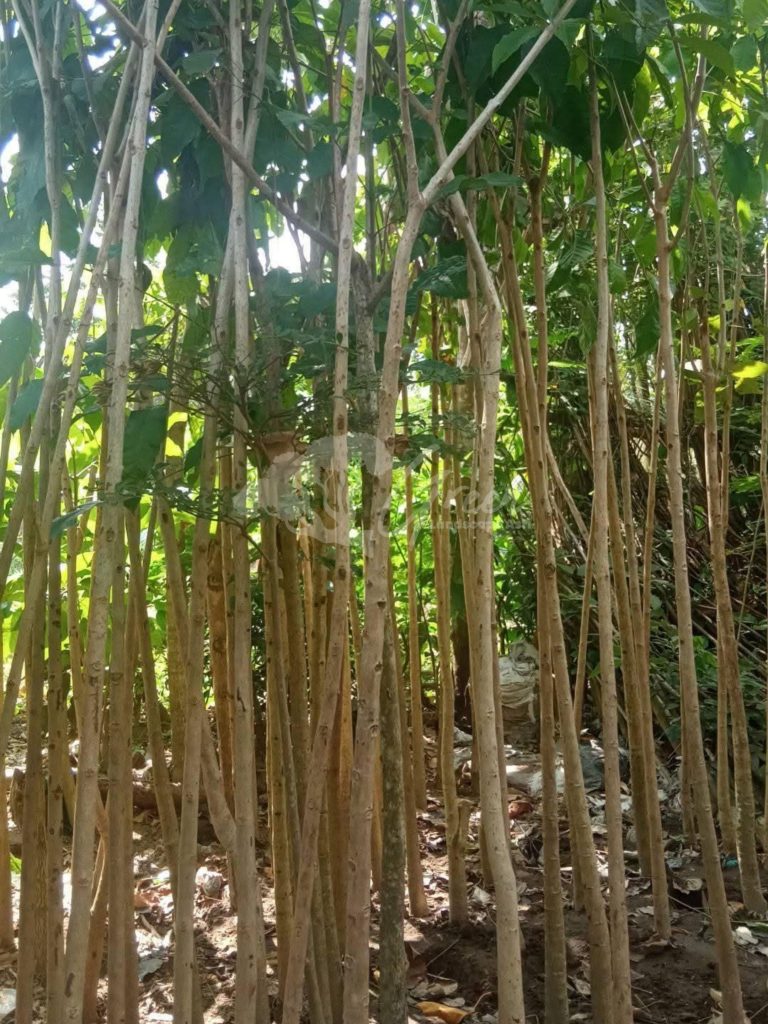 Pohon Tabebuya