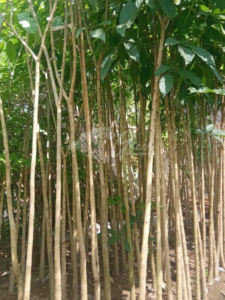 Pohon Tabebuya