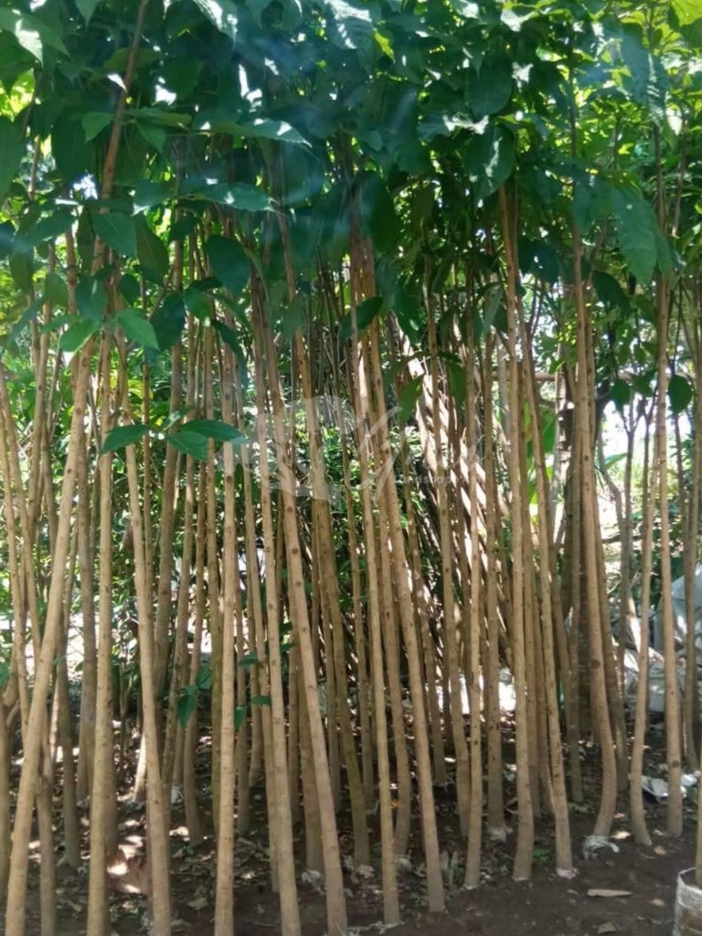 Pohon Tabebuya