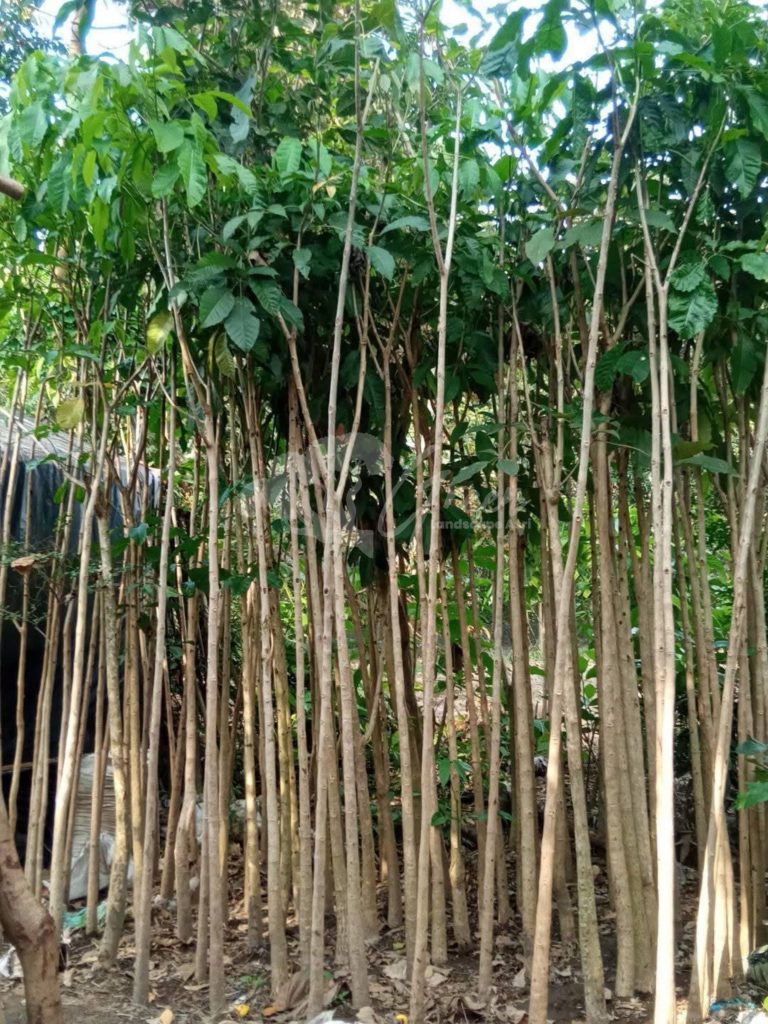 Pohon Tabebuya