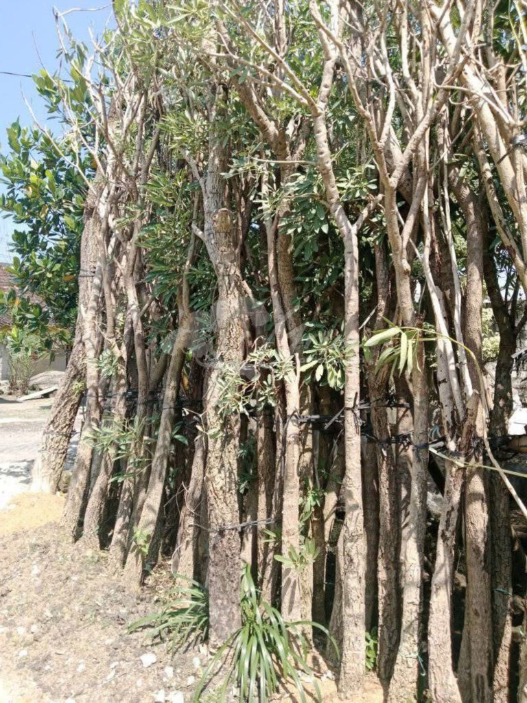 Pohon Tabebuya