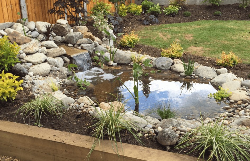 Cara Merawat Kolam Ikan di Taman Rumah