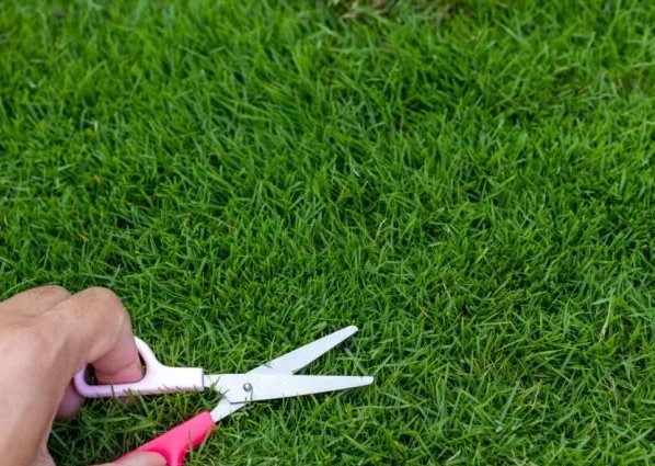 Cara Merawat Rumput Taman agar Tetap Hijau
