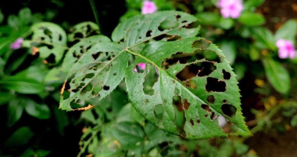 Cara Wajib Membasmi Hama Pada Tanaman Hias