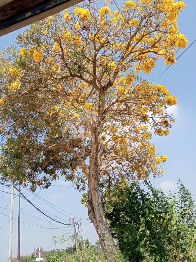Pohon Tabebuya