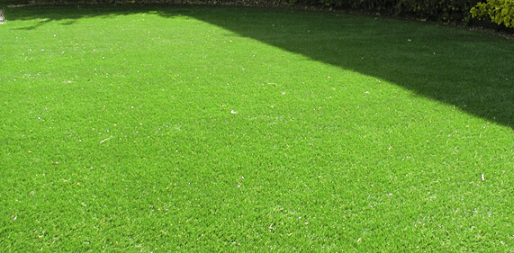 Taman Depan Rumah dengan Rumput Gajah Mini