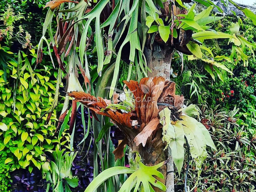 Jasa Pemasangan Vertical Garden Bergaransi
