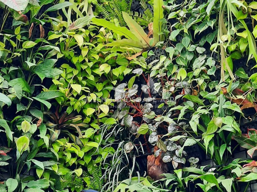 Jasa Vertical Garden Tanaman Asli