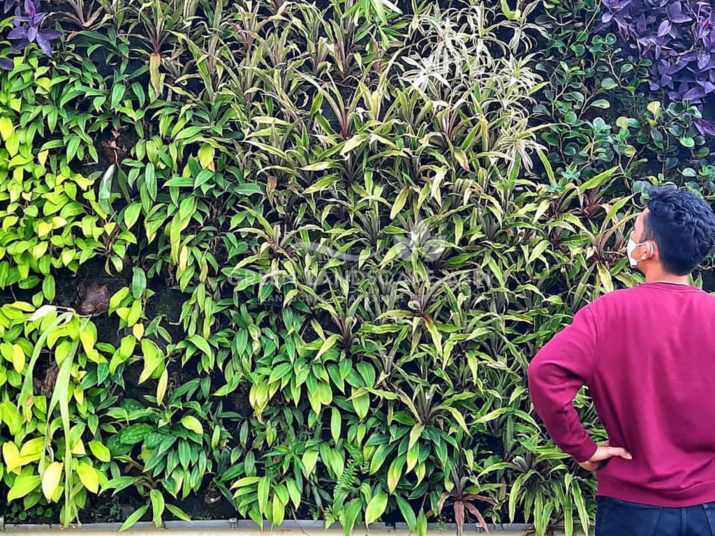 Jasa Vertical Garden Tanaman Asli