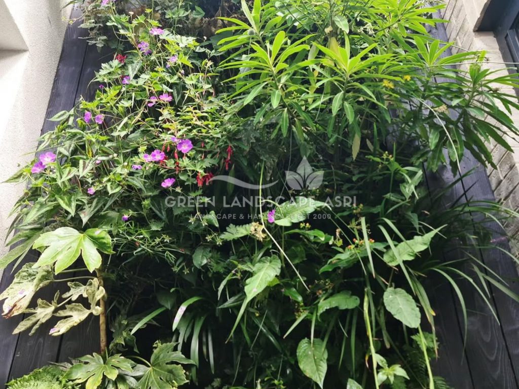 Jasa Vertical Garden Tanaman Asli