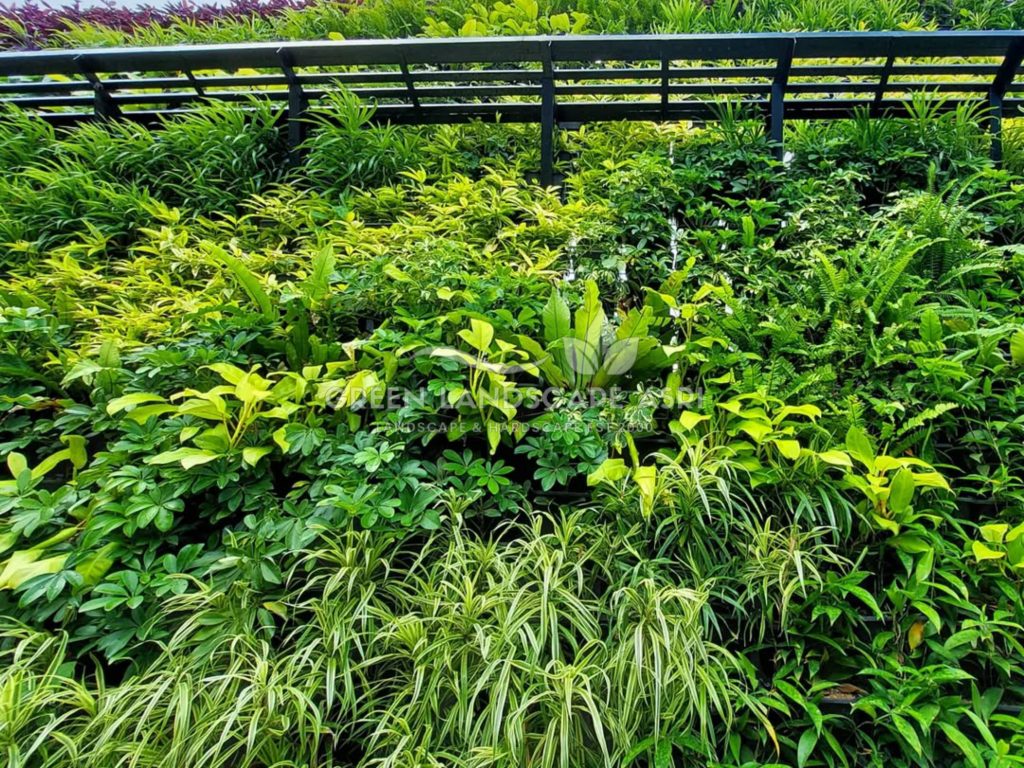 Jasa Pembuatan Vertical Garden