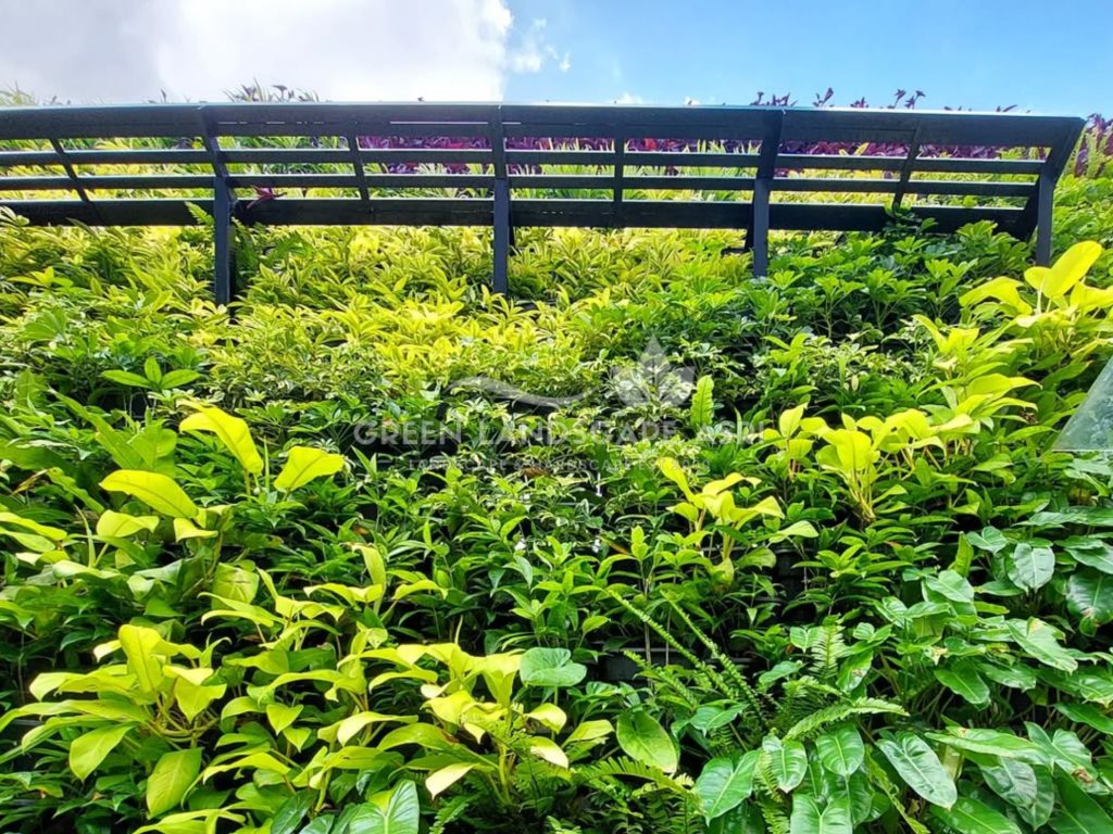 Jasa Pembuatan Vertical Garden