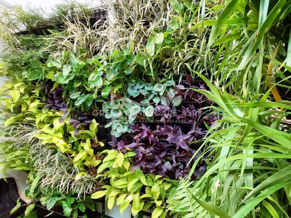 Jasa Pembuatan Vertical Garden