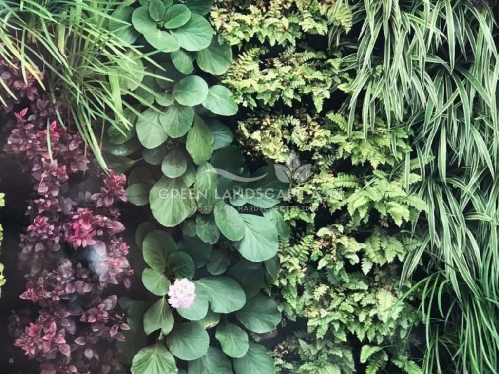 Jasa Vertical Garden Tanaman Asli