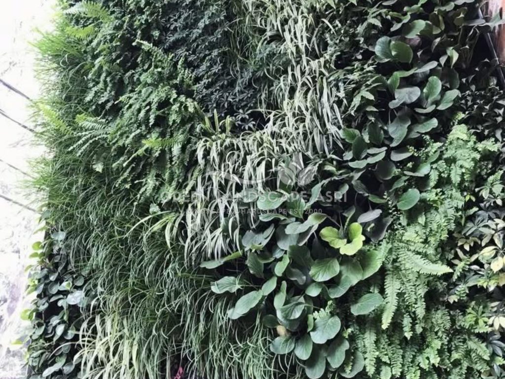 Jasa Vertical Garden Tanaman Asli