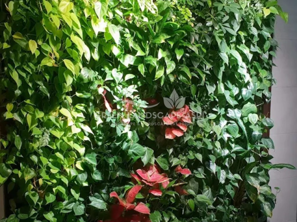 Jasa Vertical Garden Tanaman Asli