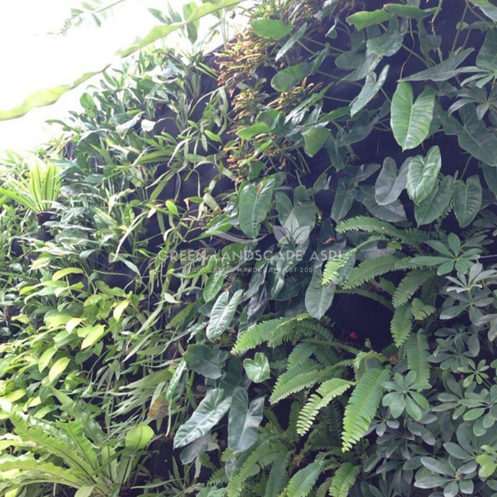 Tukang Taman Vertikal Bergaransi