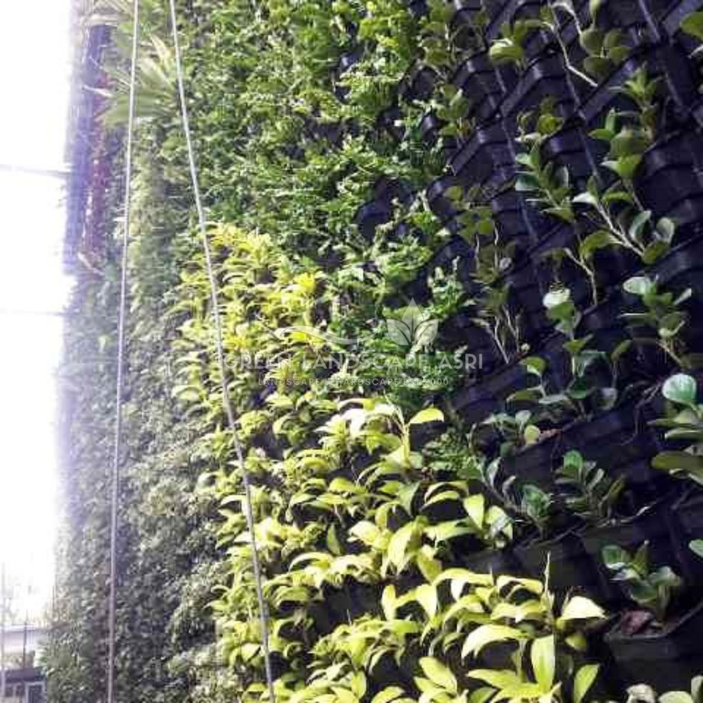 Tukang Taman Vertikal Bergaransi