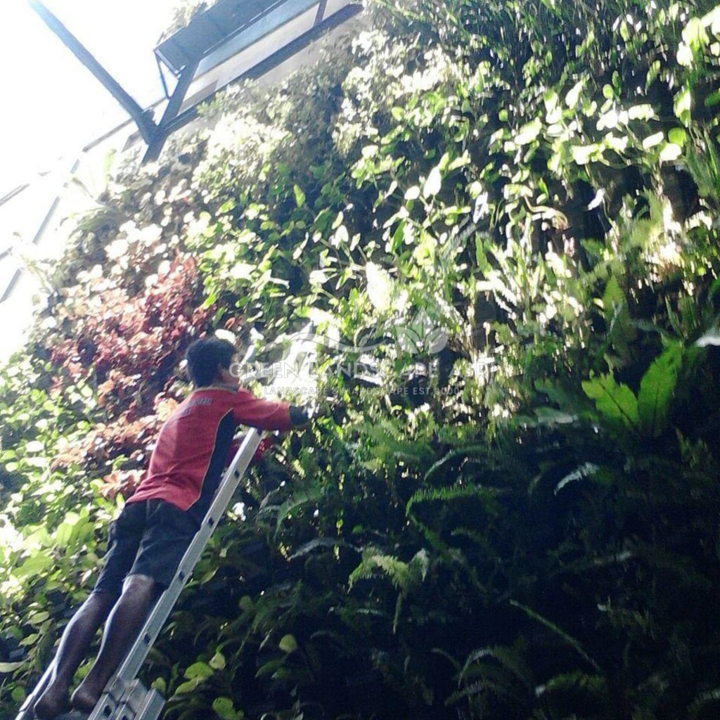 Tukang Taman Vertikal Bergaransi