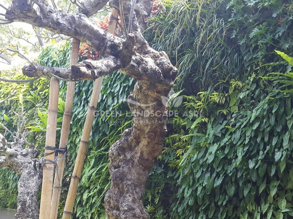 Harga Pasang Taman Vertikal