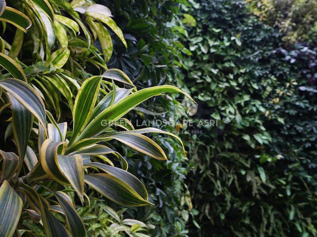 Jasa Pasang Taman Vertikal