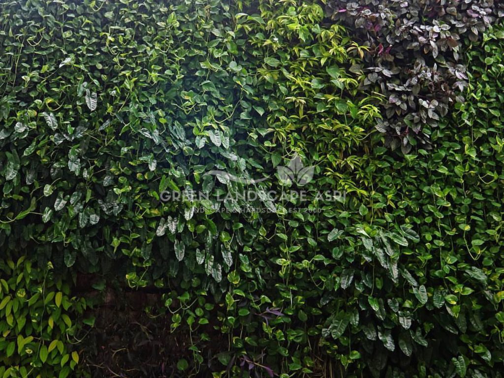 Jasa Pasang Taman Vertikal
